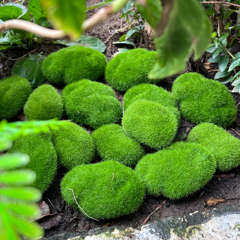 100/5 PIÈCES Pierres artificie - Preserved Moss Sheet avis et prix
