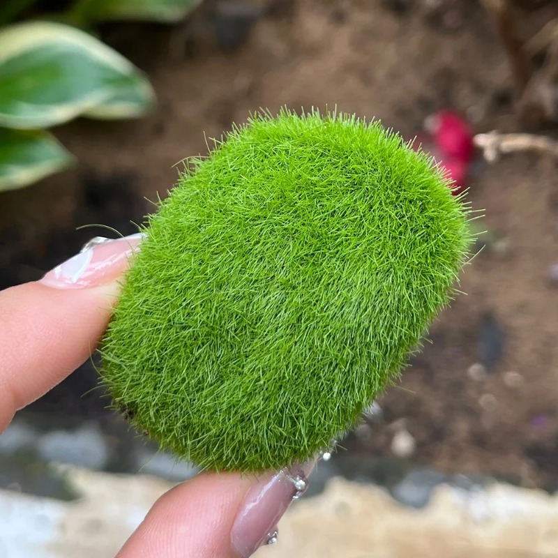 100/5 PIÈCES Pierres artificie - Preserved Moss Sheet avis et prix